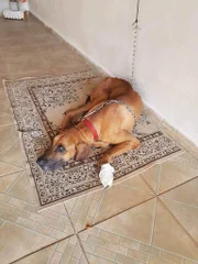 O cachorro Thor foi resgatado com ferimentos