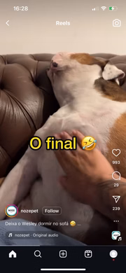 Reação de cachorro Wesley ao ser acordado viraliza na web