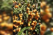 Ora-pro-nóbis repleta de frutos