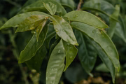 A planta é rica em fibras, proteínas e vitaminas