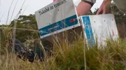 Nova Zelândia investe, po9r décadas, para tirar a ave takahē da lista de animais extintos 