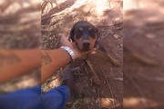Cuidador precisa dar um lar a eles
