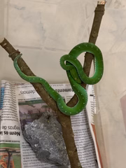 Serpente foi contrabandeada para o DF