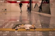 Os gatinhos não escolhem muito o lugar de dormir quando estão cansados