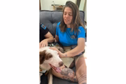 Border collie Scott com sua tutora Patrícia