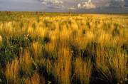 Cerrado