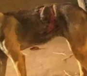 Imagens mostram cachorros mal-tratados nas dependências do Exército