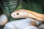 A serpente foi descoberta após um estudante de medicina veterinária, que cuidava dela, ser picado