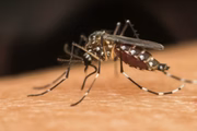 No Brasil, o vetor da dengue é a fêmea do mosquito Aedes aegypti