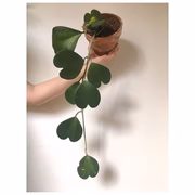 O ideal é deixar a <i>Planta-Coração</i> crescer livremente como trepadeira, replantando em um vaso maior e oferecendo-lhe algum suporte, como treliças, grades, cercas, etc. Inicialmente o desenvolvimento da planta-coração é bastante lento, mas, depois das primeiras flores, seu crescimento vai tornando-se gradativamente mais rápido e intermitente. É ideal para pátios, varandas e interiores bem iluminados. Deve ser regada com moderação