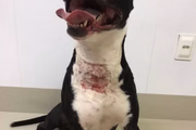 Cachorro apresenta ferimentos especialmente no pescoço