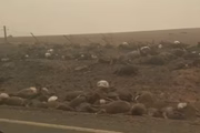 Corpos de animais espalhados às margens de rodovia na Austrália