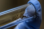No geral, a dengue apresenta quatro sorotipos. Isso significa que uma única pessoa pode ser infectada por cada um desses micro-organismos e gerar imunidade permanente para cada um deles -- ou seja, é possível ser infectado até quatro vezes