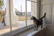 A gata foi adotada por Joe e Jill Biden