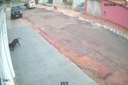 O cachorro parte para cima do felino