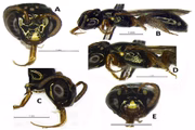 Inseto foi batizado como "Ceratina (Ceratinula) fioreseana"