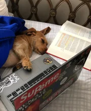 Mas alguns parecem não estar tão interessados nos estudos