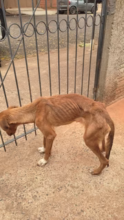 Magreza excessiva e apatia: tutor é multado por maus-tratos a cão
