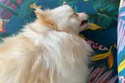 Animal morreu num pet shop do DF