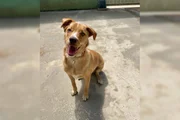 Família chegou a procurar por horas no local errado após falsa informação do pet shop