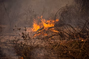 Pantanal