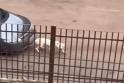 motorista é flagrado atropelando cachorro