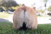O bumbum do bichinho acumula admiradores por conta de seu formato rechonchudo 