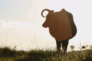 Mosca-do-chifre é um parasita que acomete o gado, suga o sangue e prejudica o desenvolvimento e produção do animal