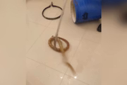 Animal em cativeiro fugiu para apartamento vizinho