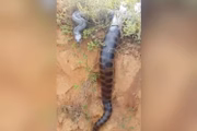 Sucuri estava na zona rural de Aragoiânia