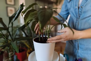 Realize a manutenção dos galhos secos, queimados ou doentes durante o inverno, para que as plantas cresçam de forma vigorosa quando a primavera chegar