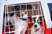 Na manhã desta segunda-feira (20/5), 25 cachorrinhos chegaram à capital da República para conhecerem seus novos lares