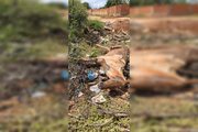 Carroceiro é preso após abandonar cavalo com a pata quebrada no DF