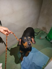 Elas foram levadas a um abrigo provisório