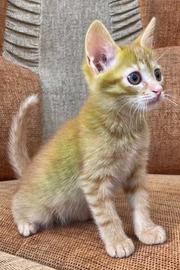 O gato nasceu com o pelo verde 