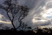 Segundo maior bioma brasileiro, o Cerrado ocupa 22% do território nacional