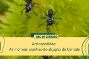 Além das ações de de proteção ambiental, a Vida no Cerrado também produz diversos conteúdos nas redes sociais sobre os animais do cerrado