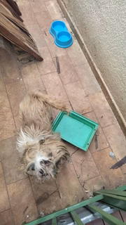 Mulher é multada por maus tratos a York e Shih tzu
