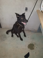 Duas já tiveram alta da clínica veterinária