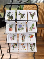 Desenhos expostos 