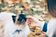 Os gatos são os que mais consomem os biscoitos medicamentosos por serem o público mais difícil de tomar medicação