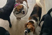 Mais de 30 cachorros estavam no local, que funciona como um hotel para pets