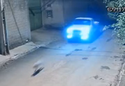 O animal depois volta correndo com uma caminhonete bem atrás