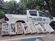 Polícia Ambiental apreende 125 quilos de pescados em Presidente Prudente e doa a centro de recuperação de dependentes químicos em Álvares Machado (SP)