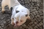 Segundo os investigadores, os cães eram mantidos em situação degradante