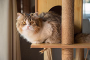 Arranhadores costumam ser um dos briquedos favoritos dos felinos
