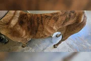O cão da raça Fila Brasileiro foi resgatado pela Polícia Civil do Distrito Federal (PCDF) com sinais de maus-tratos em uma área de invasão no Park Way