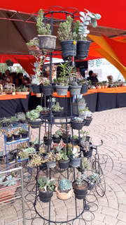 Plantas comestíveis e ornamentais serão expostas
