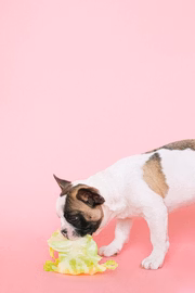 Somente os profissionais da área vão poder indicar os melhores ingredientes para o pet 