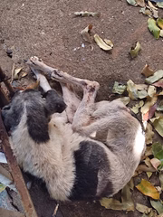 Cães são largados sem comida e água, além de doentes, por tutora em Presidente Prudente (SP)